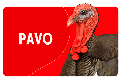 pavos